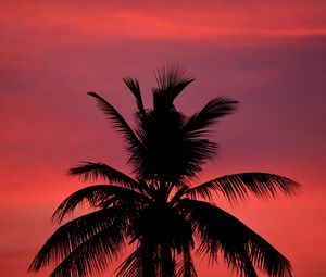 Preview wallpaper palm, silhouette, sunset, sky