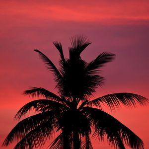 Preview wallpaper palm, silhouette, sunset, sky