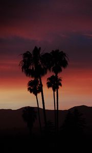 Preview wallpaper palm, silhouette, sunset, evening