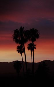 Preview wallpaper palm, silhouette, sunset, evening