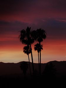 Preview wallpaper palm, silhouette, sunset, evening