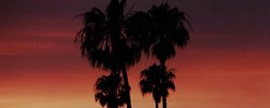 Preview wallpaper palm, silhouette, sunset, evening