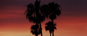 Preview wallpaper palm, silhouette, sunset, evening
