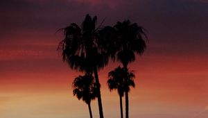 Preview wallpaper palm, silhouette, sunset, evening