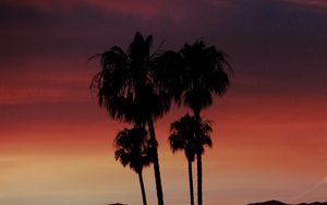 Preview wallpaper palm, silhouette, sunset, evening