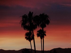 Preview wallpaper palm, silhouette, sunset, evening