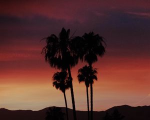 Preview wallpaper palm, silhouette, sunset, evening