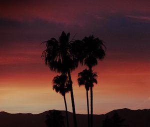 Preview wallpaper palm, silhouette, sunset, evening