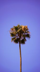 Preview wallpaper palm, sky, clean, tree, treetop