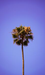 Preview wallpaper palm, sky, clean, tree, treetop