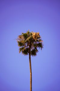 Preview wallpaper palm, sky, clean, tree, treetop