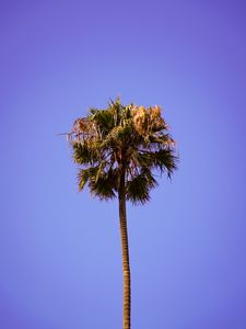 Preview wallpaper palm, sky, clean, tree, treetop