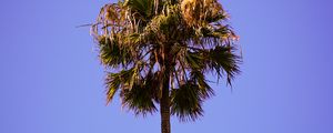 Preview wallpaper palm, sky, clean, tree, treetop