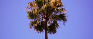 Preview wallpaper palm, sky, clean, tree, treetop