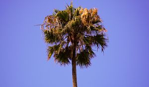 Preview wallpaper palm, sky, clean, tree, treetop