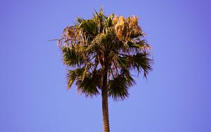 Preview wallpaper palm, sky, clean, tree, treetop