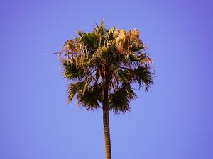 Preview wallpaper palm, sky, clean, tree, treetop