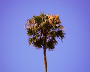 Preview wallpaper palm, sky, clean, tree, treetop