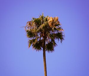 Preview wallpaper palm, sky, clean, tree, treetop