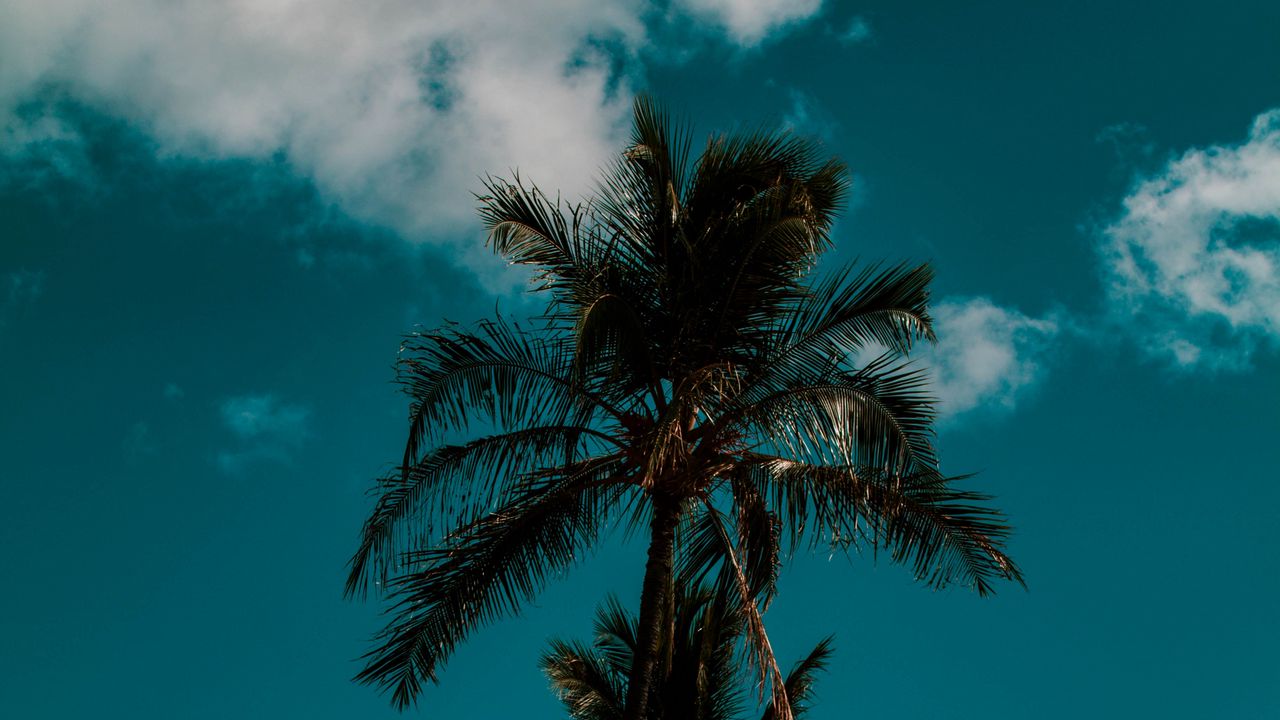 Wallpaper palm, sky, clouds, tropics, trees
