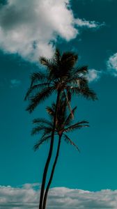 Preview wallpaper palm, sky, clouds, tropics, trees