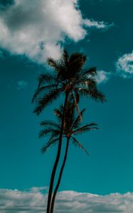 Preview wallpaper palm, sky, clouds, tropics, trees