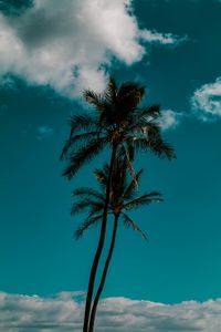 Preview wallpaper palm, sky, clouds, tropics, trees