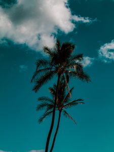 Preview wallpaper palm, sky, clouds, tropics, trees