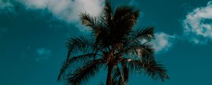 Preview wallpaper palm, sky, clouds, tropics, trees