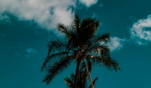Preview wallpaper palm, sky, clouds, tropics, trees