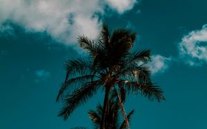 Preview wallpaper palm, sky, clouds, tropics, trees