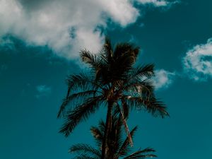 Preview wallpaper palm, sky, clouds, tropics, trees