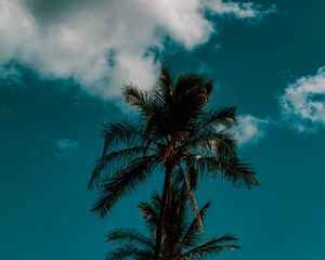 Preview wallpaper palm, sky, clouds, tropics, trees