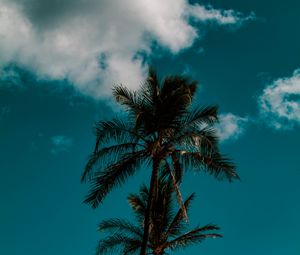 Preview wallpaper palm, sky, clouds, tropics, trees