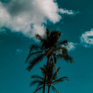 Preview wallpaper palm, sky, clouds, tropics, trees