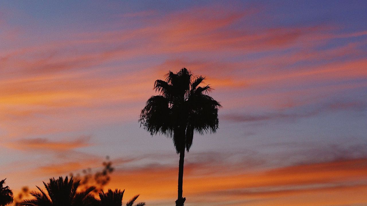 Wallpaper palm, sky, sunset, tropical