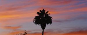 Preview wallpaper palm, sky, sunset, tropical