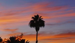 Preview wallpaper palm, sky, sunset, tropical