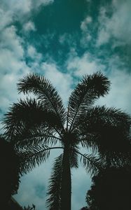 Preview wallpaper palm, sky, twilight, clouds, branches