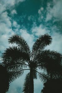 Preview wallpaper palm, sky, twilight, clouds, branches