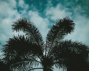 Preview wallpaper palm, sky, twilight, clouds, branches