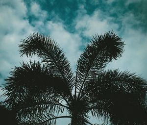 Preview wallpaper palm, sky, twilight, clouds, branches