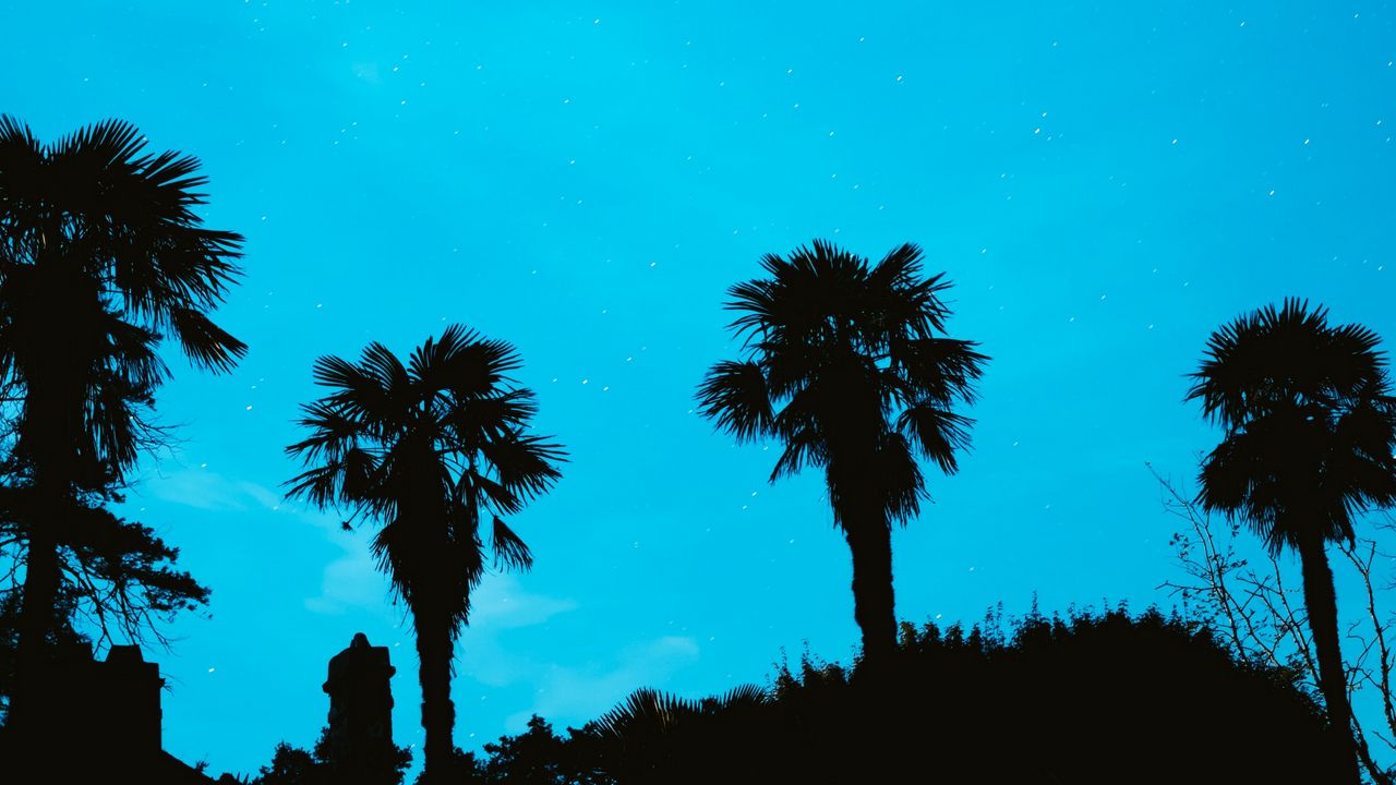 Wallpaper palm, starry sky, stars, night, silhouette
