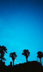 Preview wallpaper palm, starry sky, stars, night, silhouette