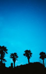 Preview wallpaper palm, starry sky, stars, night, silhouette