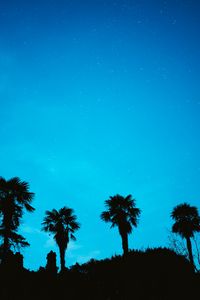 Preview wallpaper palm, starry sky, stars, night, silhouette