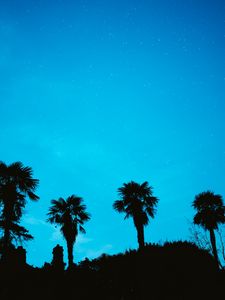 Preview wallpaper palm, starry sky, stars, night, silhouette