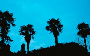 Preview wallpaper palm, starry sky, stars, night, silhouette