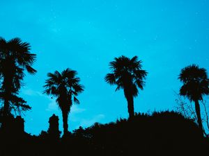 Preview wallpaper palm, starry sky, stars, night, silhouette