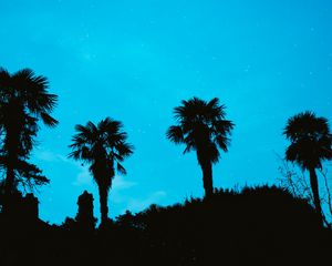 Preview wallpaper palm, starry sky, stars, night, silhouette